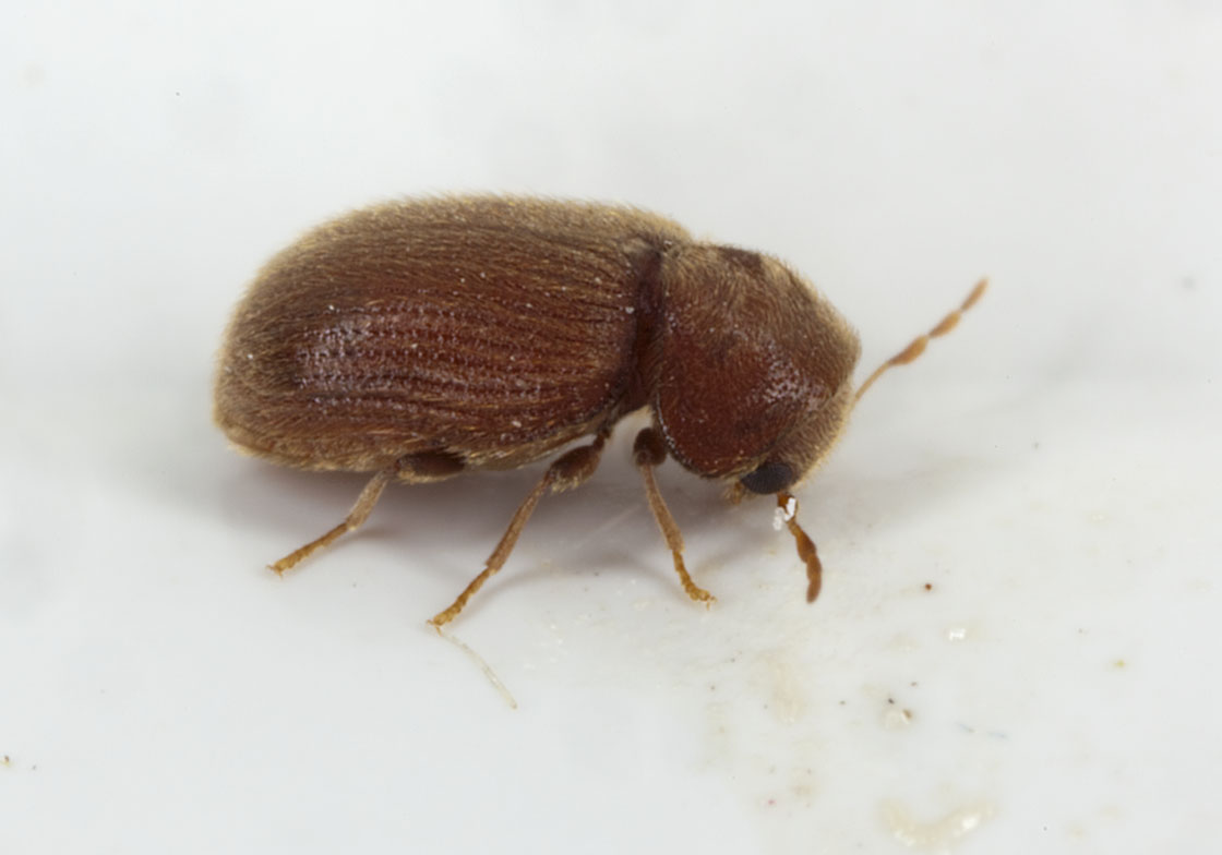 2009 10 11 Broklyn Queens Bronx Stegobium Paniceum Drugstore Beetle 15 41